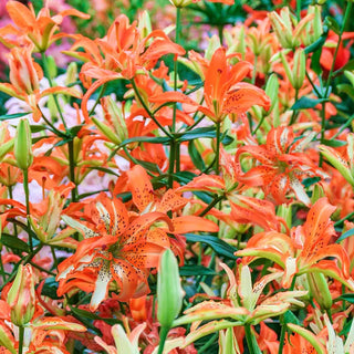 Must See Lily