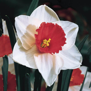 Decoy Daffodil 1