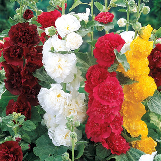 Double Hollyhock Mixture