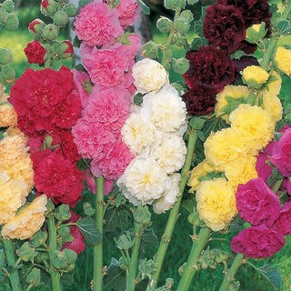 Double Hollyhock Mixture
