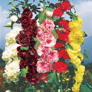 Double Hollyhock Mixture