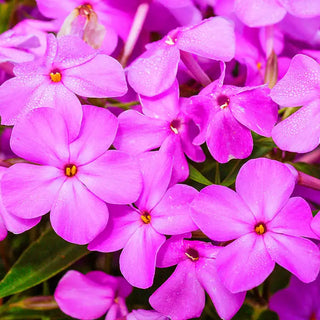 Forever Pink Phlox
