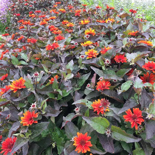 Fire Twister False Sunflower