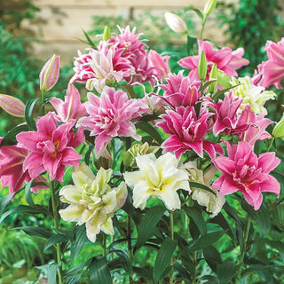 Pollen-Free Roselily Mixture