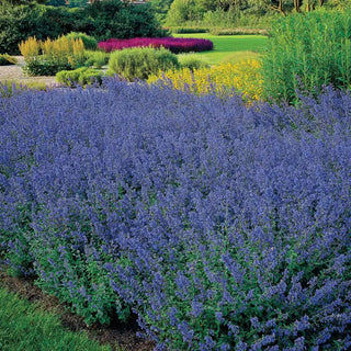 Catmint Walker Low 