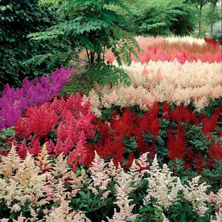 Astilbe Mixture Super Sak®