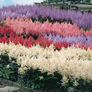Astilbe Mixture Super Sak®