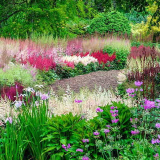 Astilbe Mixture Super Sak®