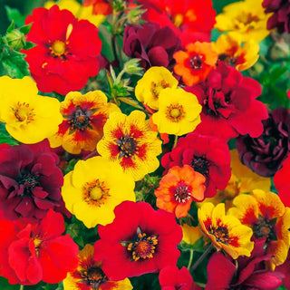 Cinquefoil Breeder Mixture