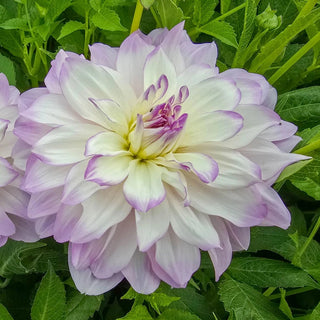 Mikayla Miranda Dahlia