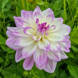 Mikayla Miranda Dahlia