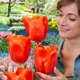Giant Orange Sunrise Tulip