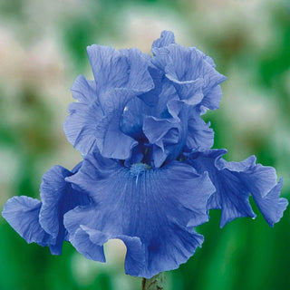 Deschutes Bearded Iris