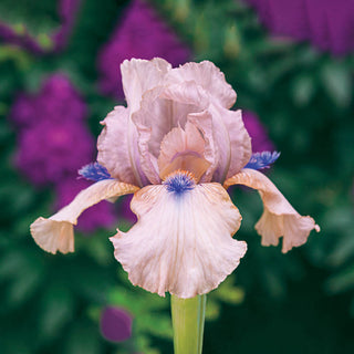Concertina Reblooming Bearded Iris