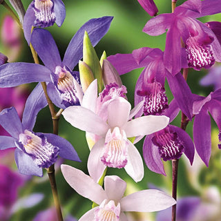 Chinese Ground Orchid Mixture 71884