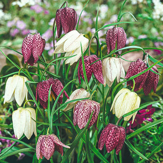 Guinea Hen Flower
