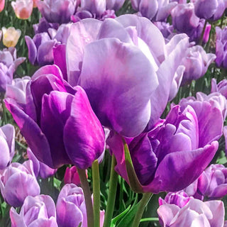 Bountiful Blooms Multi-Flowering Tulip