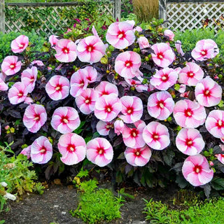 Exotic Hibiscus Collection