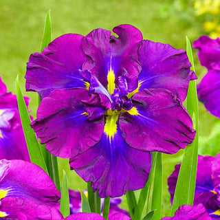 Dinner Plate Japanese Iris Collection