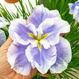 Dinner Plate Japanese Iris Collection
