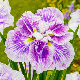 Dinner Plate Japanese Iris Collection