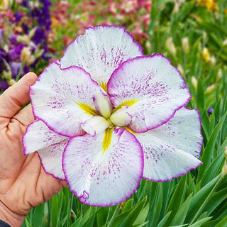 Dinner Plate Japanese Iris Collection