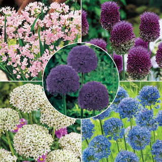 Carefree Allium Collection