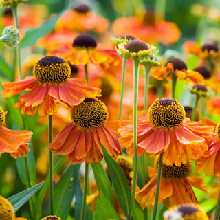 Sahins Early Flowerer Helenium