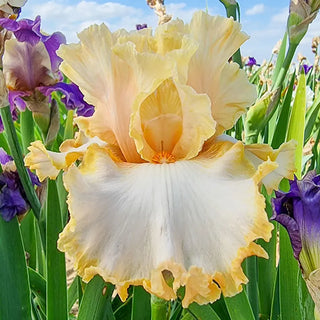 Apricot Kerfuffle Bearded Iris