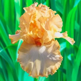 Apricot Kerfuffle Bearded Iris