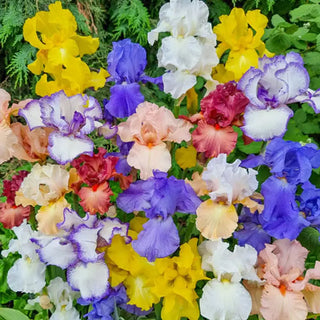 Reblooming Tall Bearded Iris Mixture