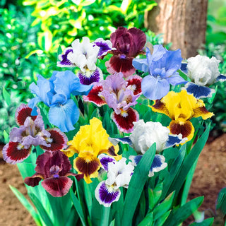 Dwarf Iris Mixture