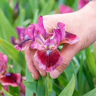 Cat's Eye Dwarf Bearded Iris