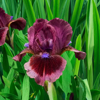 Cat's Eye Dwarf Bearded Iris