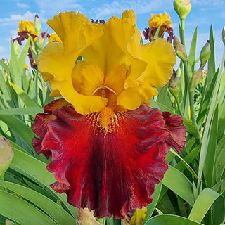 Kathy Chilton Bearded Iris