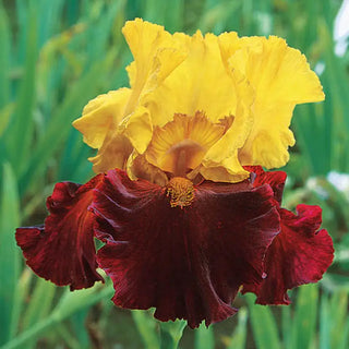 Kathy Chilton Bearded Iris
