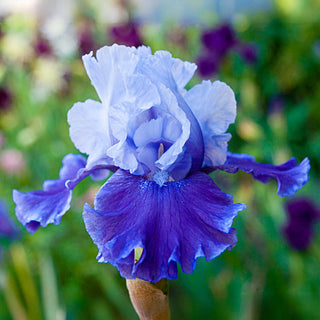 Mariposa Wizard Reblooming Bearded Iris