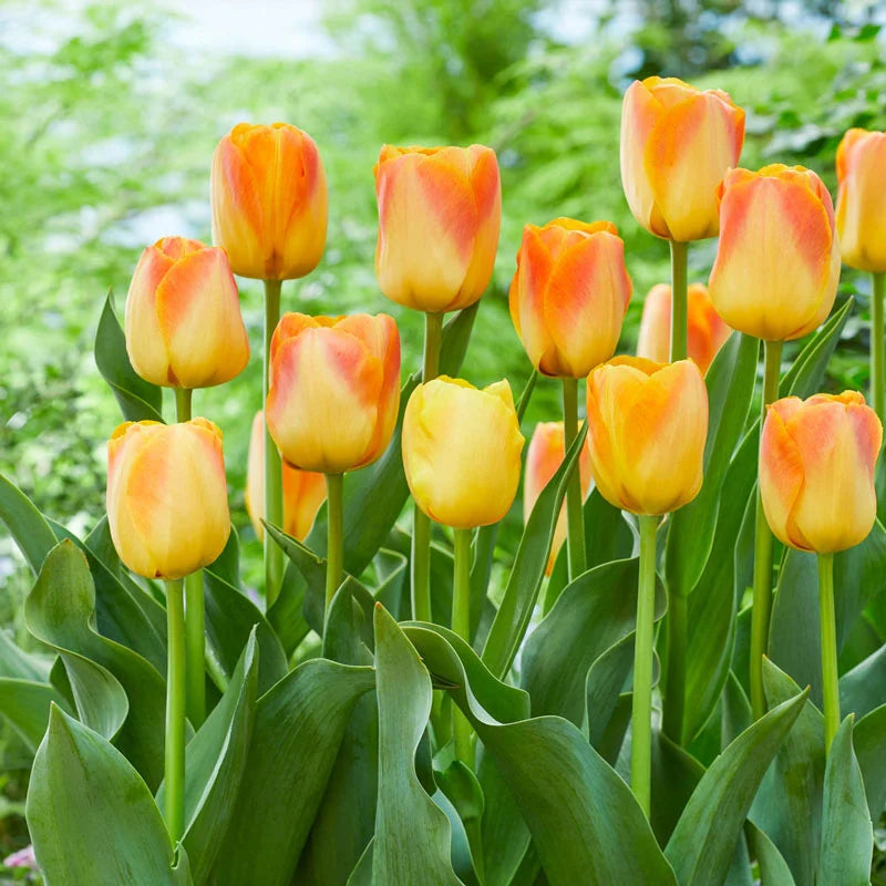 Desert Sun Tulip Brecks Canada