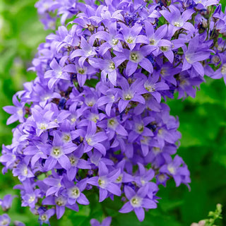 Border Blues Bellflower