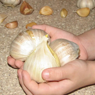 Elephant Garlic
