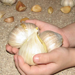 Elephant Garlic