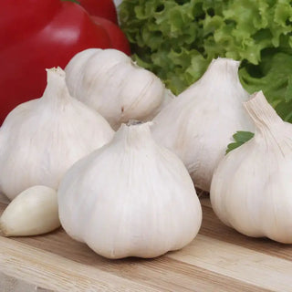 Music Hardneck Garlic