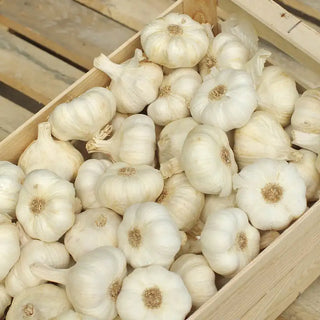 German White Hardneck Garlic