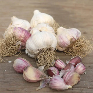 Russian Red Hardneck Garlic