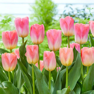 Cool Pink Lemonade Tulip