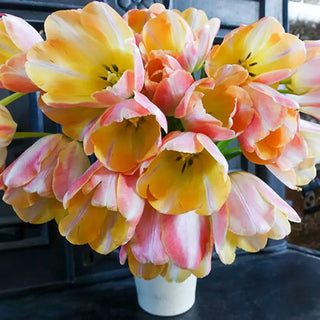 Cool Pink Lemonade Tulip