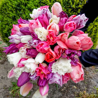 Raspberry Sorbet Tulip Mixture