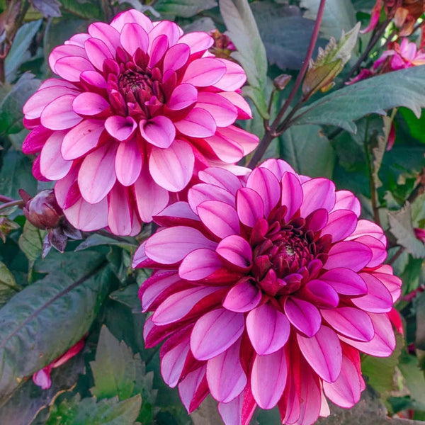 Buy Melissa Anna Marijke Dahlia | Breck's Bulbs Canada