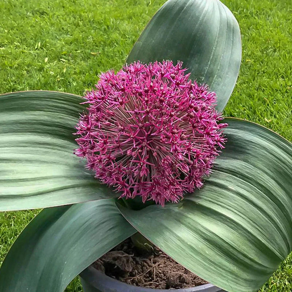 Buy Red Giant Allium | Spring Bulbs | Breck's Bulbs Canada