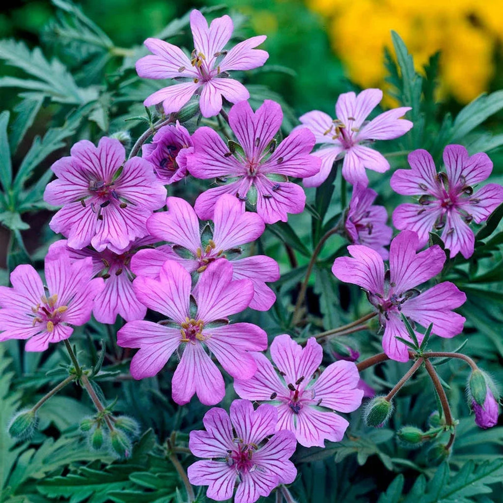 Geranium tuberosum – Breck's